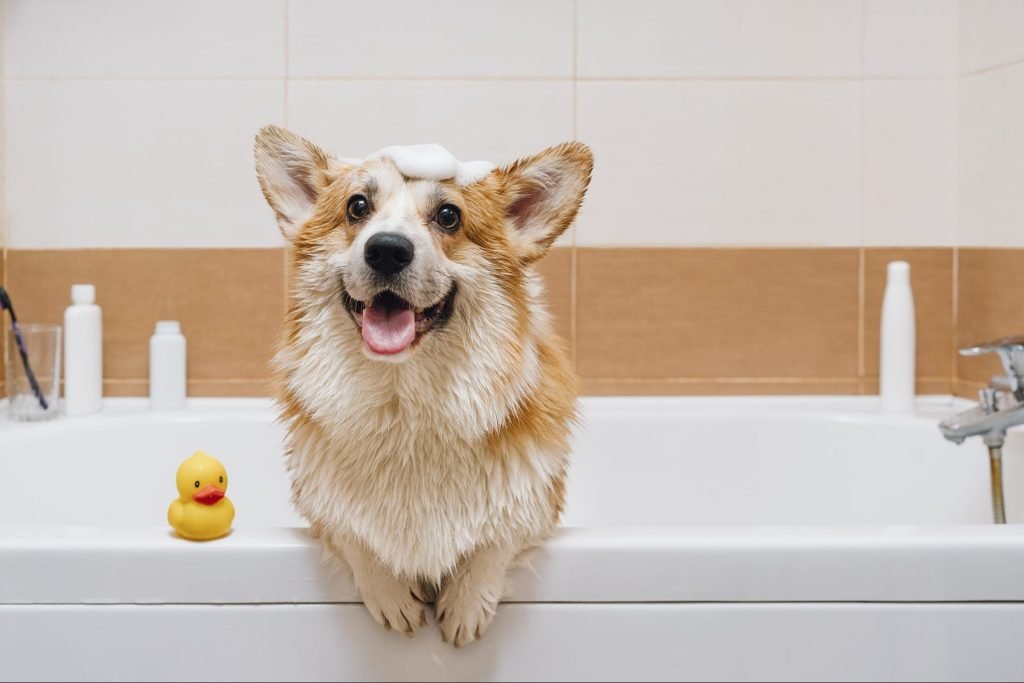 happy dog in the tub