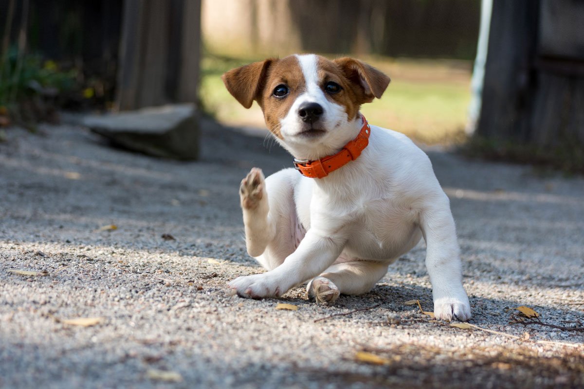 an itchy dog