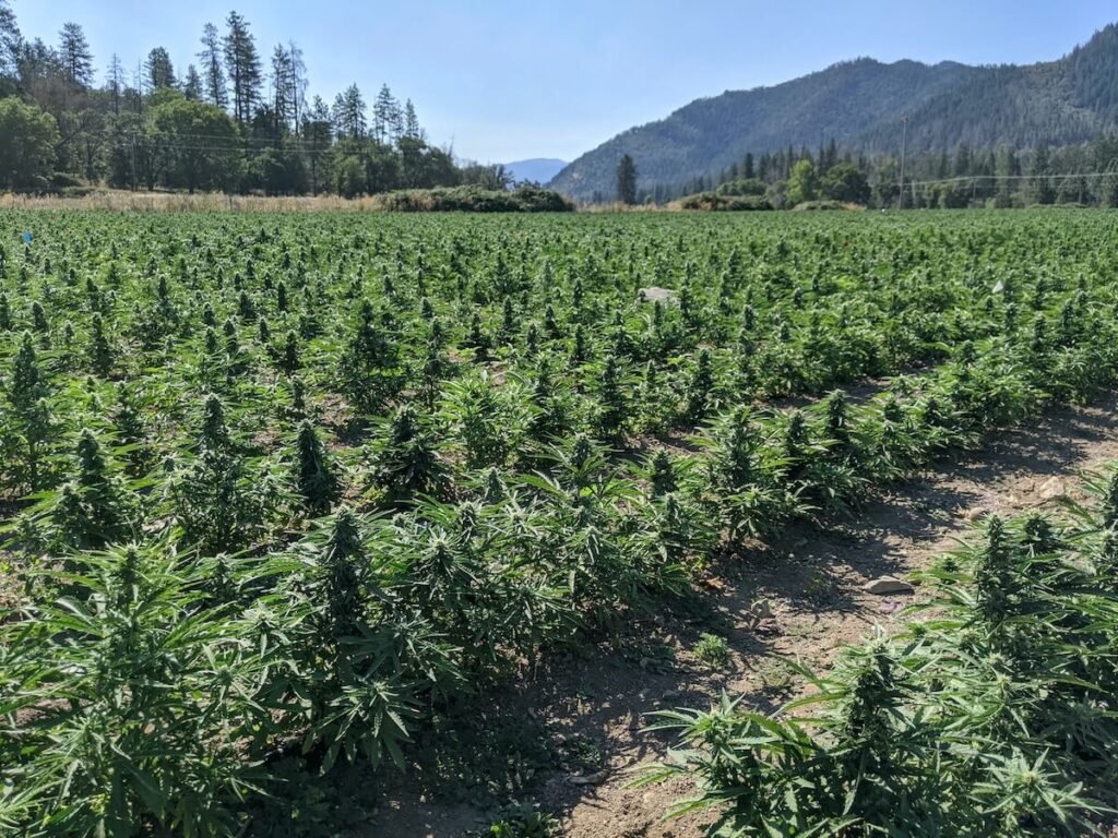 outdoor weed growing